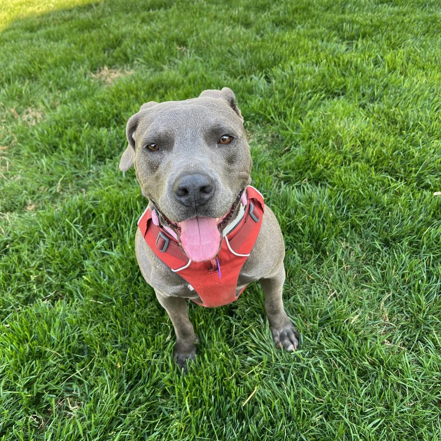 Punkin-Tri-paw'd!, Adult Female Pit Bull Terrier