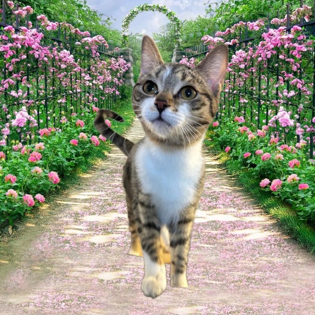 Enlarge MEET LIA...WILL YOU BE MY NEW MOM? 8 MONTHS OLD..SWEET LIA.. PLEASE ADOPT ME, a Adopted mixed breed in London, ON image 3/6