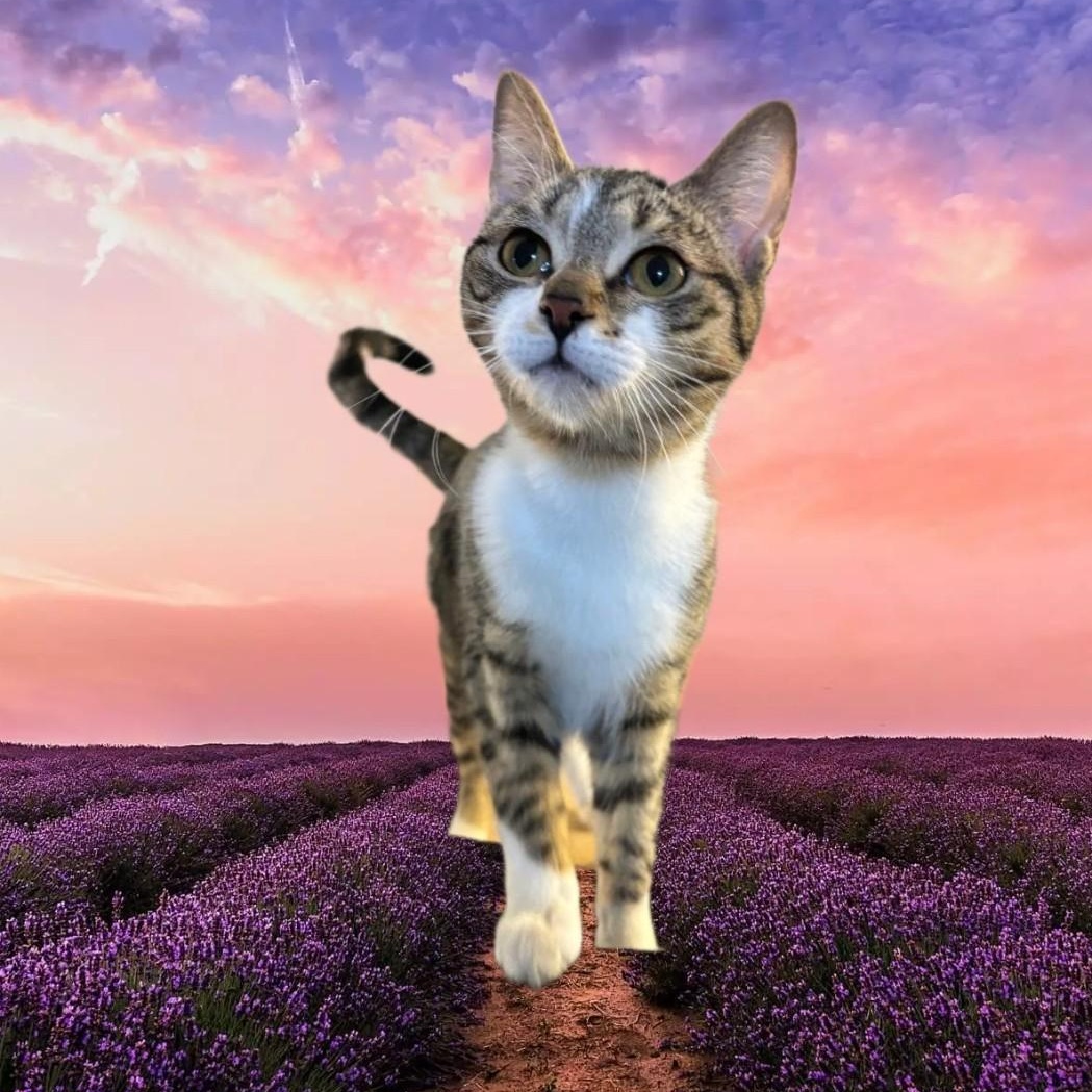 Enlarge MEET LIA...WILL YOU BE MY NEW MOM? 8 MONTHS OLD..SWEET LIA.. PLEASE ADOPT ME, a Adopted mixed breed in London, ON image 5/6