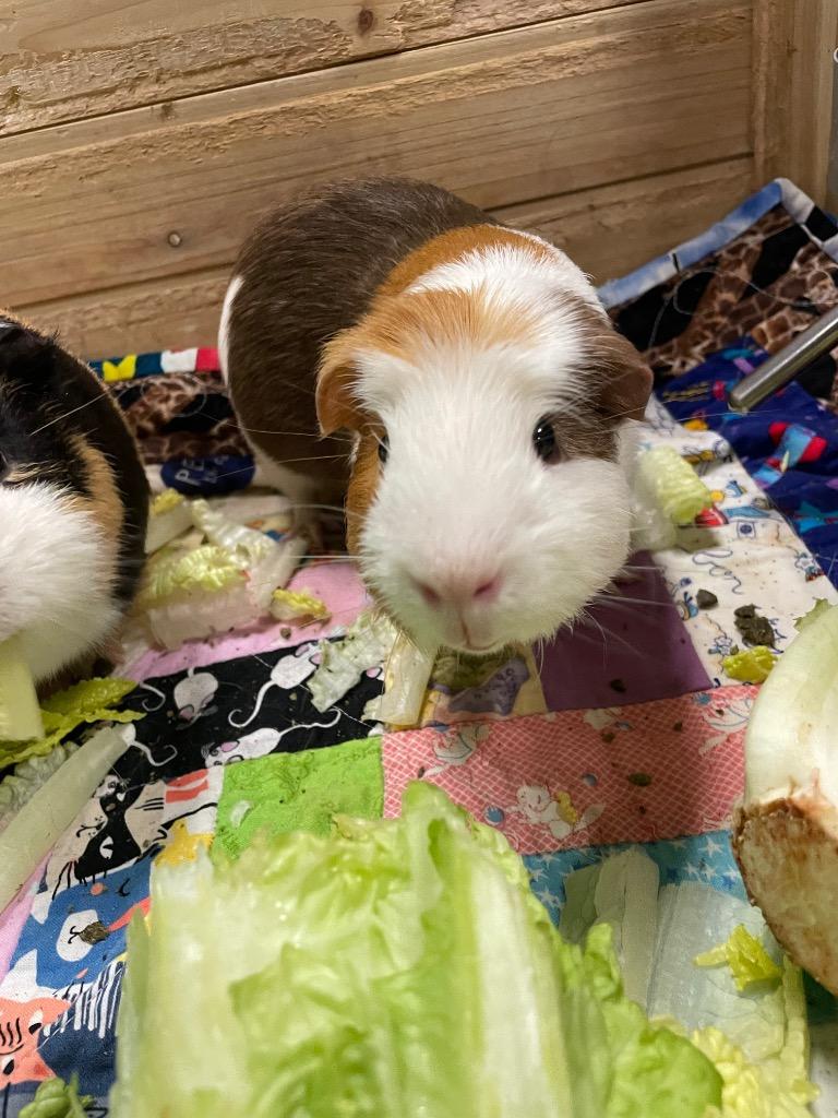 Kettle corn, ADOPTABLE, Adult Male Guinea Pig.