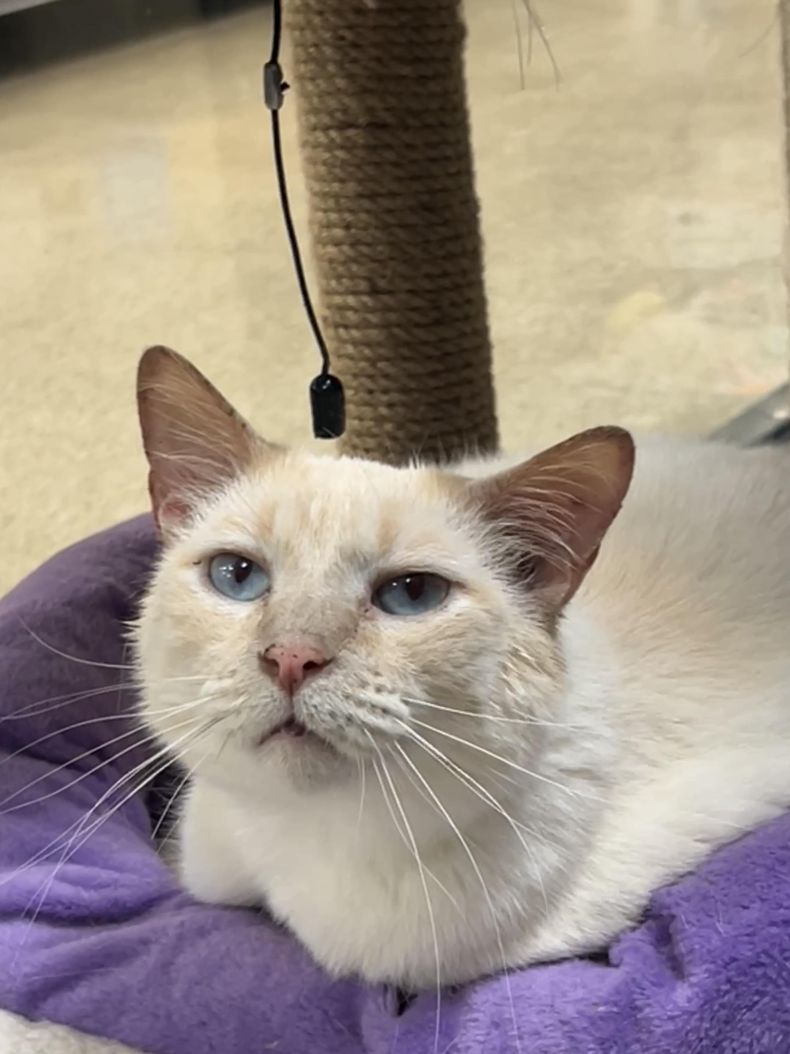 Odessy, adopted, Adult Male Siamese.