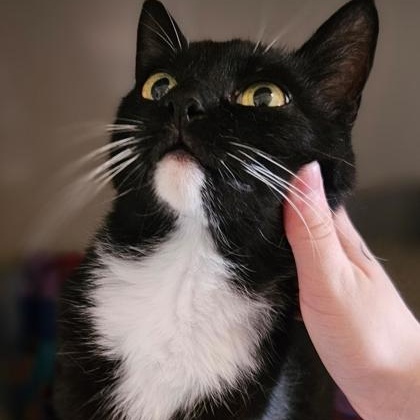 Betty, ADOPTABLE, Adult Female Domestic Medium Hair.