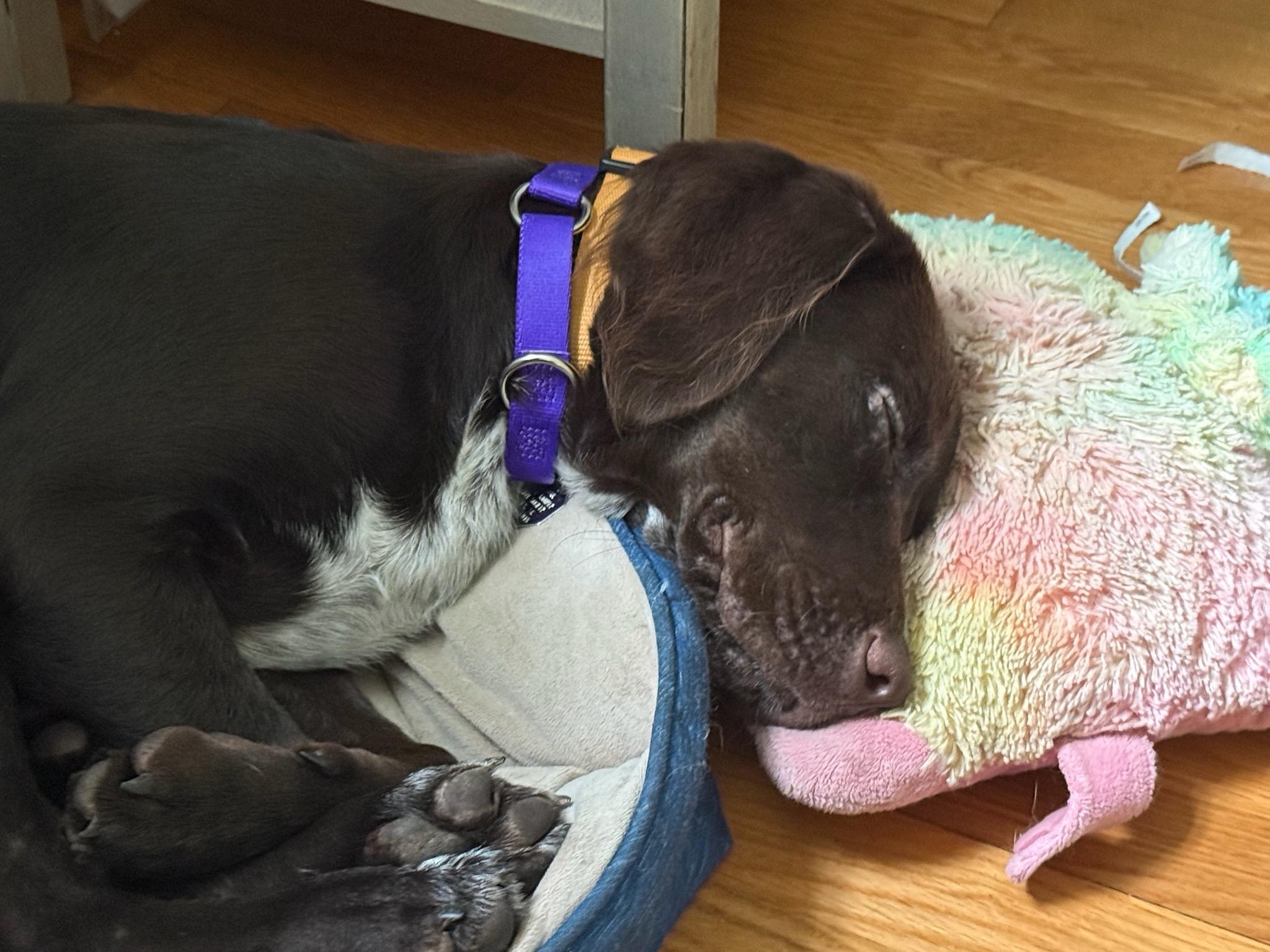Enlarge Winston, a ADOPTABLE mixed breed in Marion, MA image 4/4
