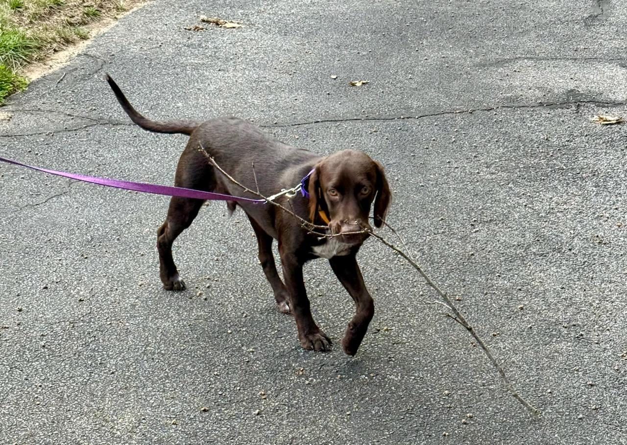 Enlarge Winston, a ADOPTABLE mixed breed in Marion, MA image 3/4