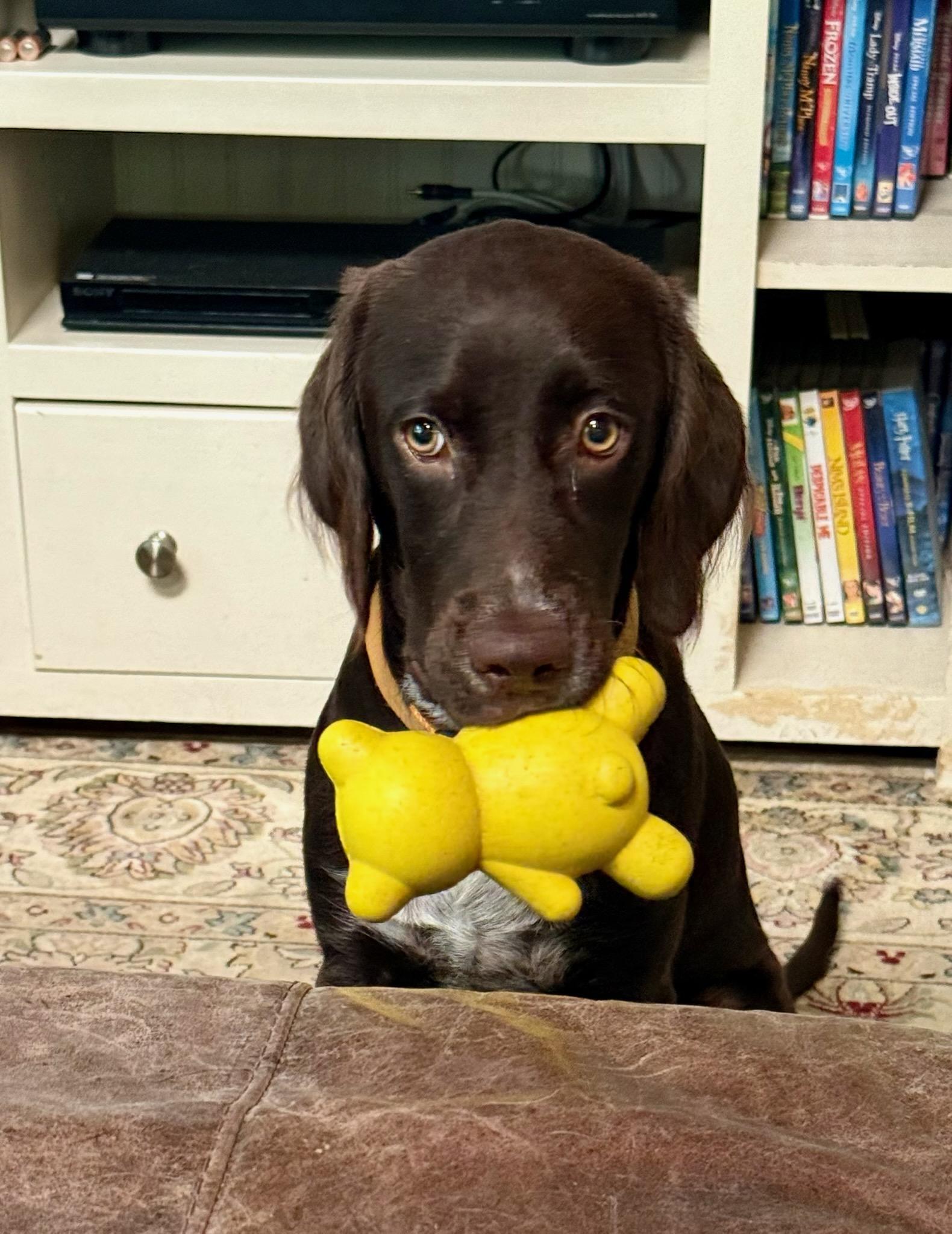 Winston, ADOPTABLE, Young Male Chocolate Labrador Retriever & Spaniel.