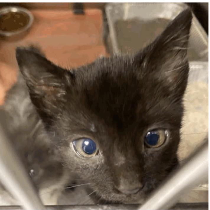 Hayes, Adoptable, Kitten Male Domestic Short Hair.