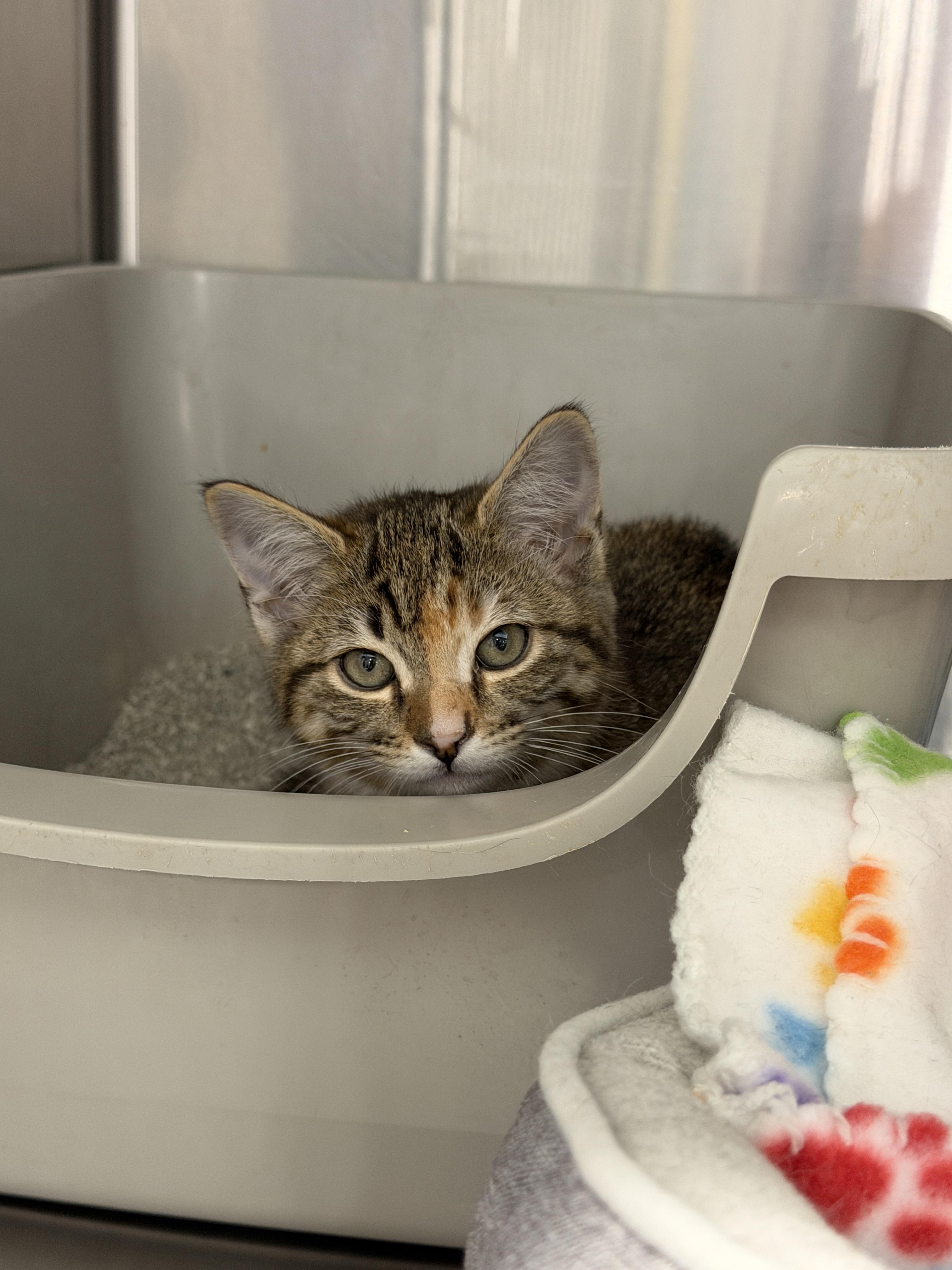 Enlarge Lizzie, a Adopted Domestic Short Hair in South Pasadena, CA image 1/1