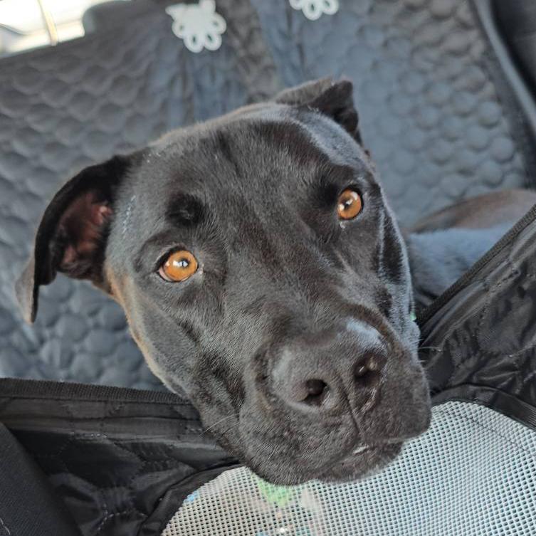 Willow, a Adoptable Mixed Breed in Bentonville, AR image 1/6