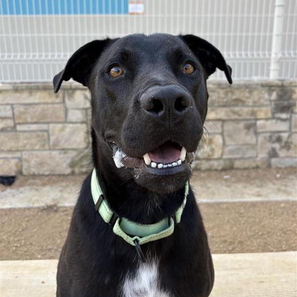 Willow, a Adoptable Mixed Breed in Bentonville, AR image 2/6