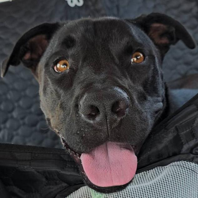 Willow, a Adoptable Mixed Breed in Bentonville, AR image 2/6