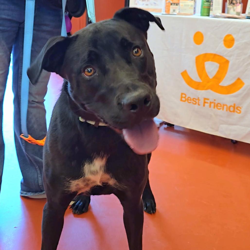 Willow, a Adoptable Mixed Breed in Bentonville, AR image 3/6