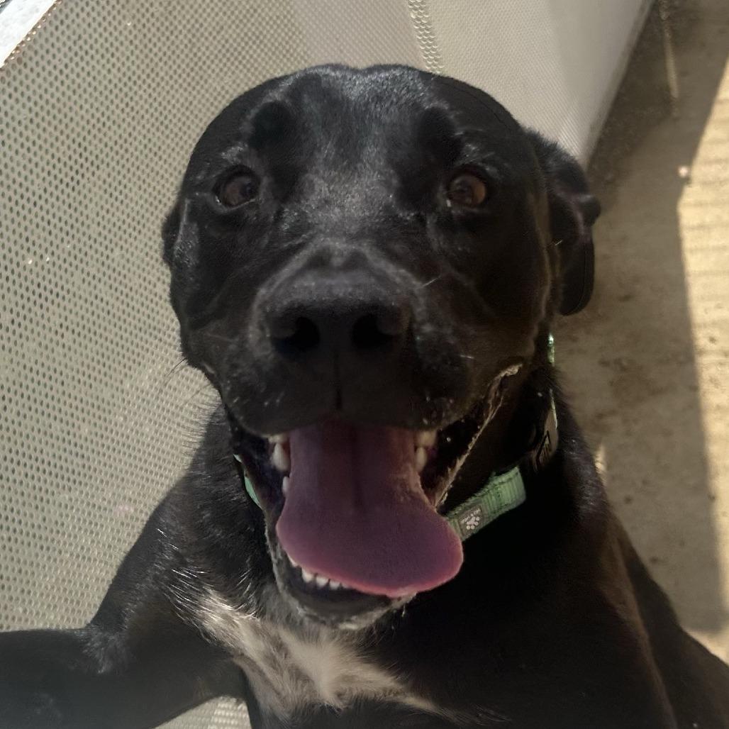 Willow, a Adoptable Mixed Breed in Bentonville, AR image 4/6