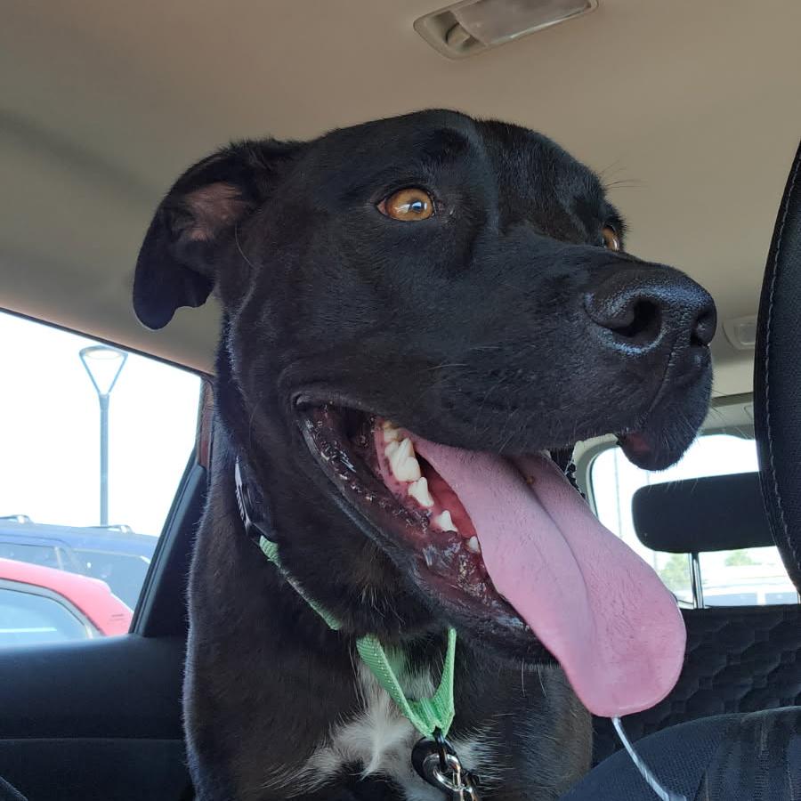 Willow, a Adoptable Mixed Breed in Bentonville, AR image 5/6