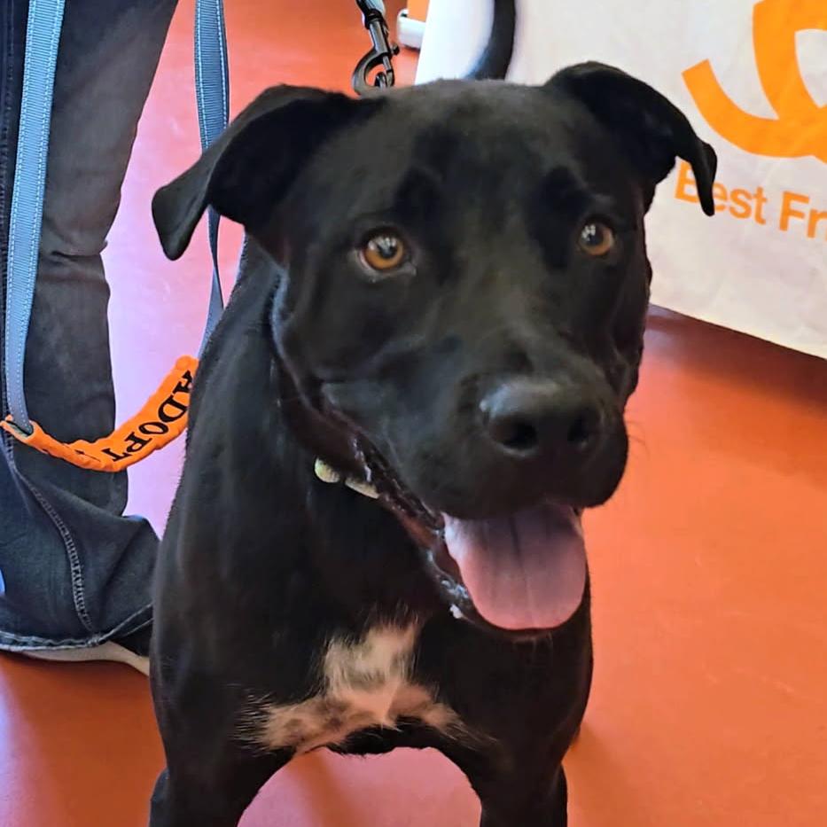 Willow, a Adoptable Mixed Breed in Bentonville, AR image 6/6