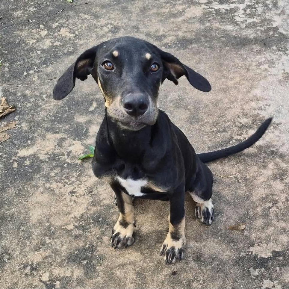 Hermione D12620, Adoptable, Puppy Female Catahoula Leopard Dog & Schnauzer.