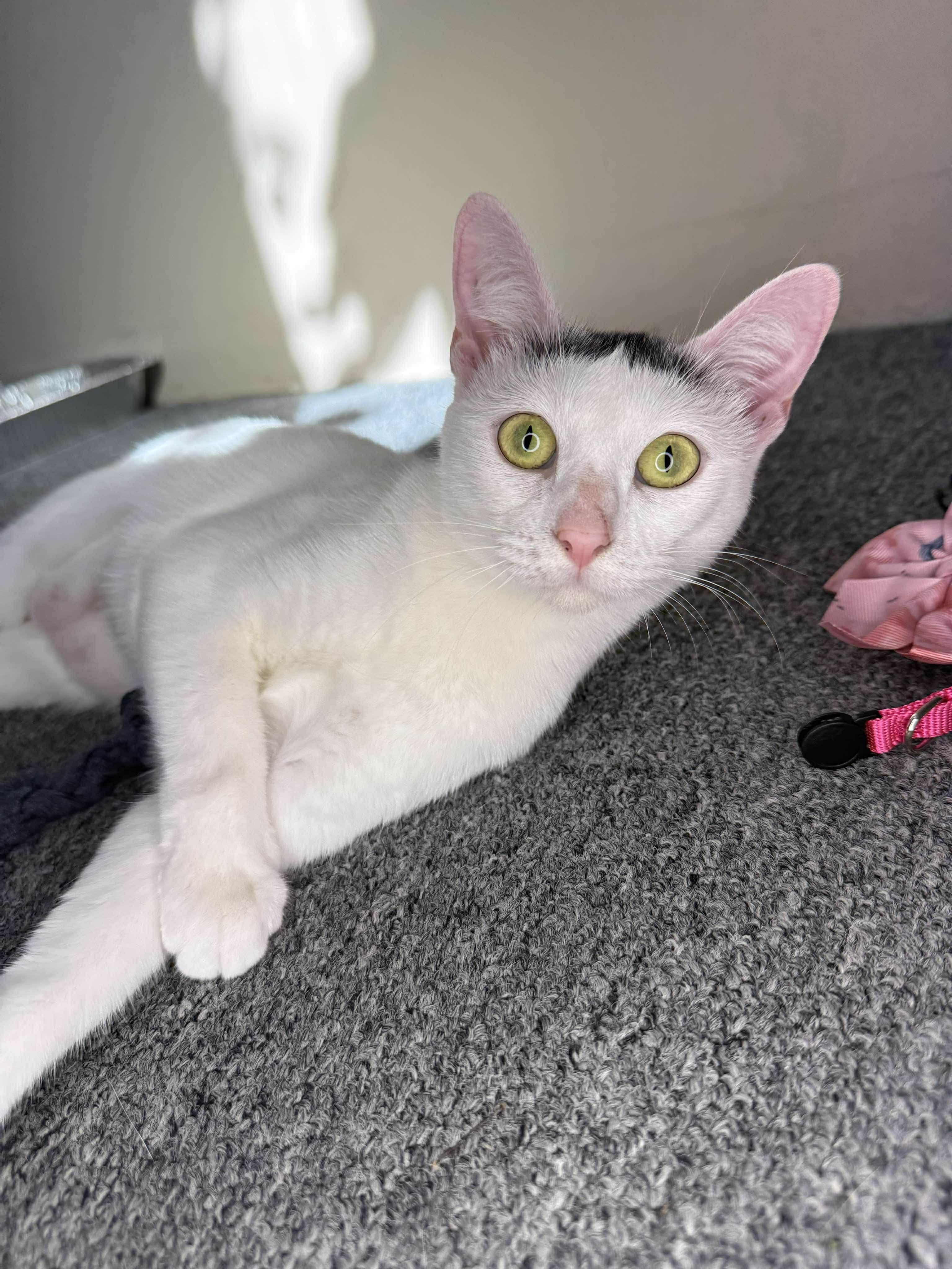 Bella - Sweet and affectionate, Adoptable, Kitten Female Domestic Short Hair.