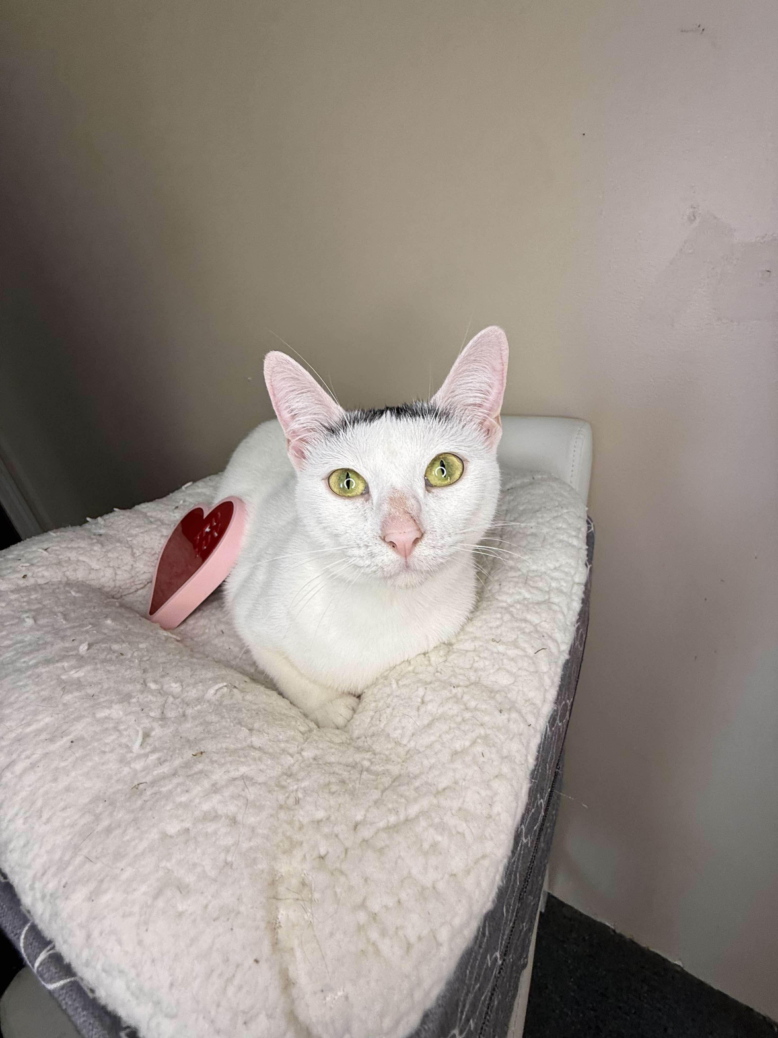 Enlarge Bella - Sweet and affectionate, a Adoptable Domestic Short Hair in Eagle, WI image 6/6