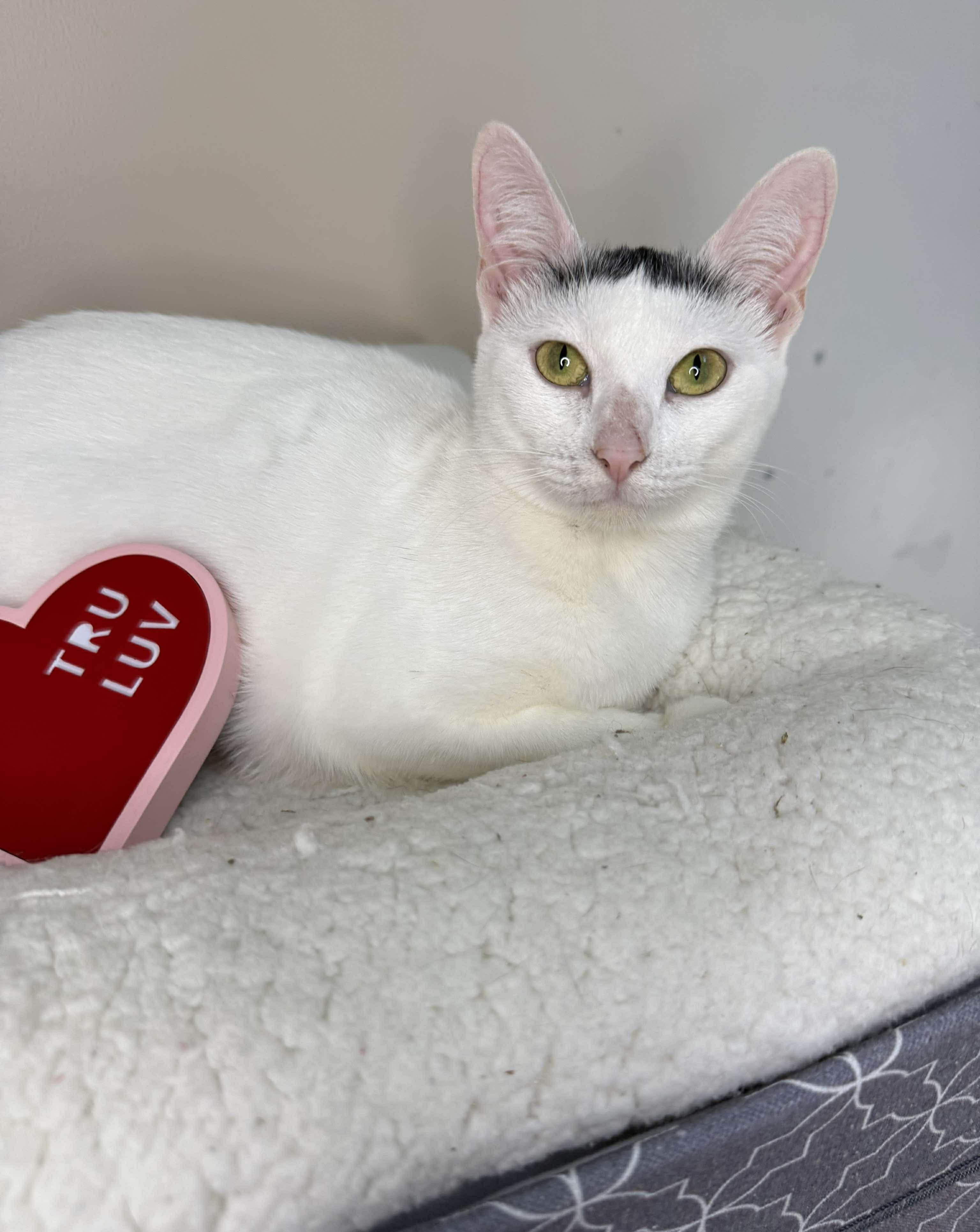 Enlarge Bella - Sweet and affectionate, a Adoptable Domestic Short Hair in Eagle, WI image 5/6