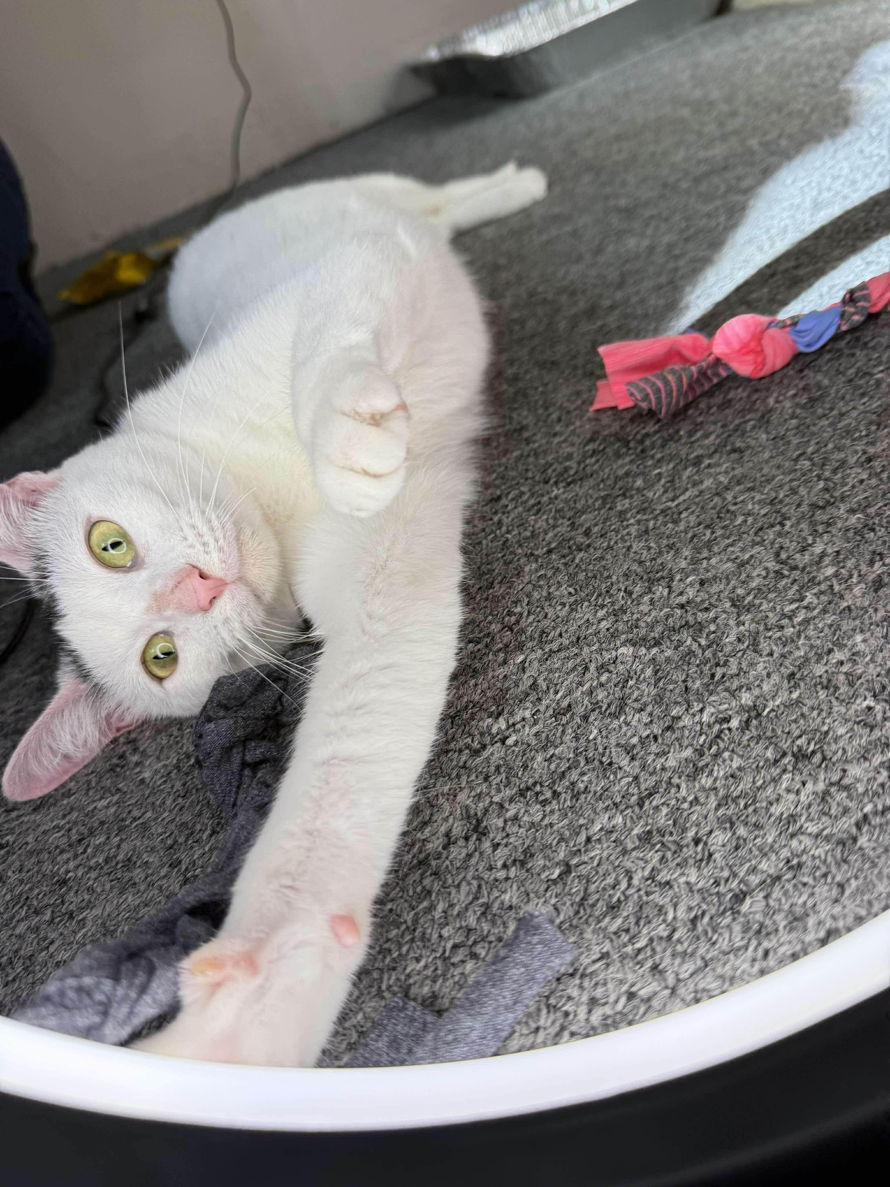 Enlarge Bella - Sweet and affectionate, a Adoptable Domestic Short Hair in Eagle, WI image 4/6