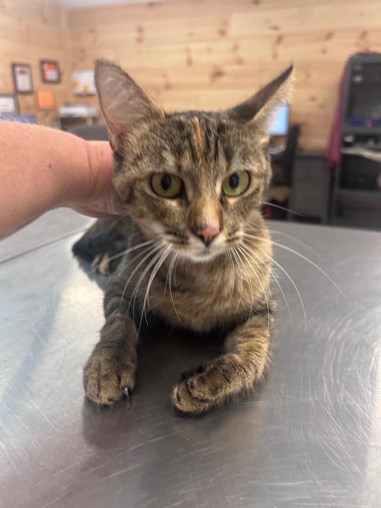 Avery, Adoptable, Young Female Domestic Short Hair.