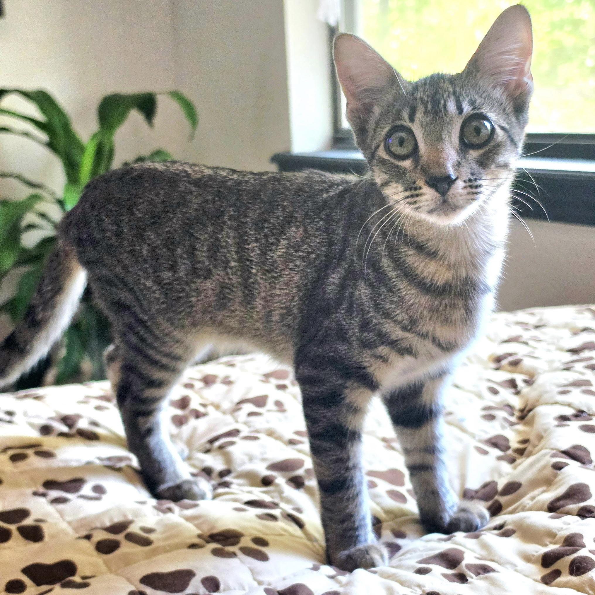 Enlarge Pecan, a Adoptable Domestic Short Hair in Bentonville, AR image 1/1