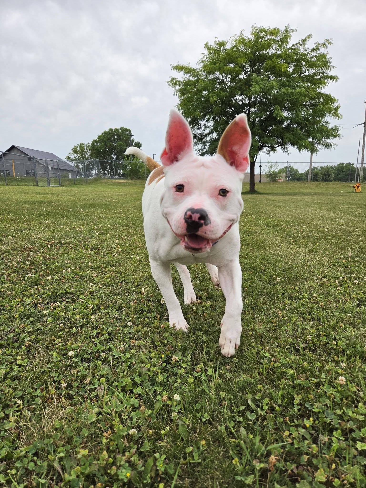 Lima Bean, an adopted mixed breed in Chilton, WI image 6/6