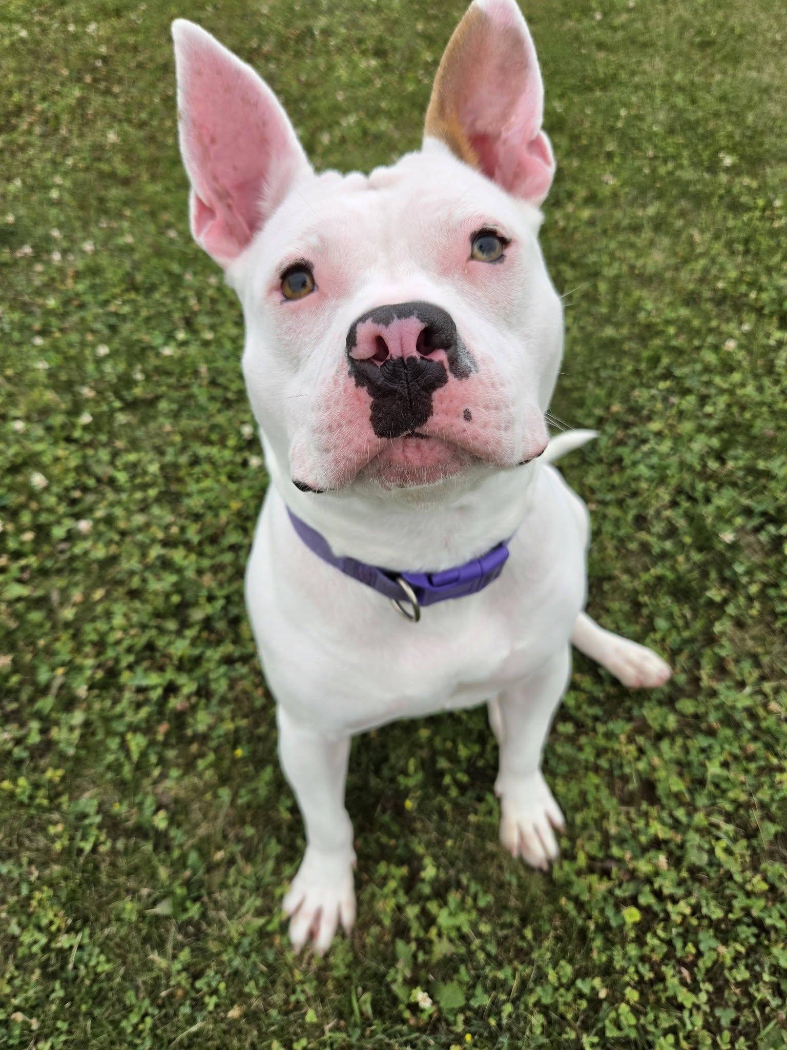 Lima Bean, an adopted mixed breed in Chilton, WI image 5/6