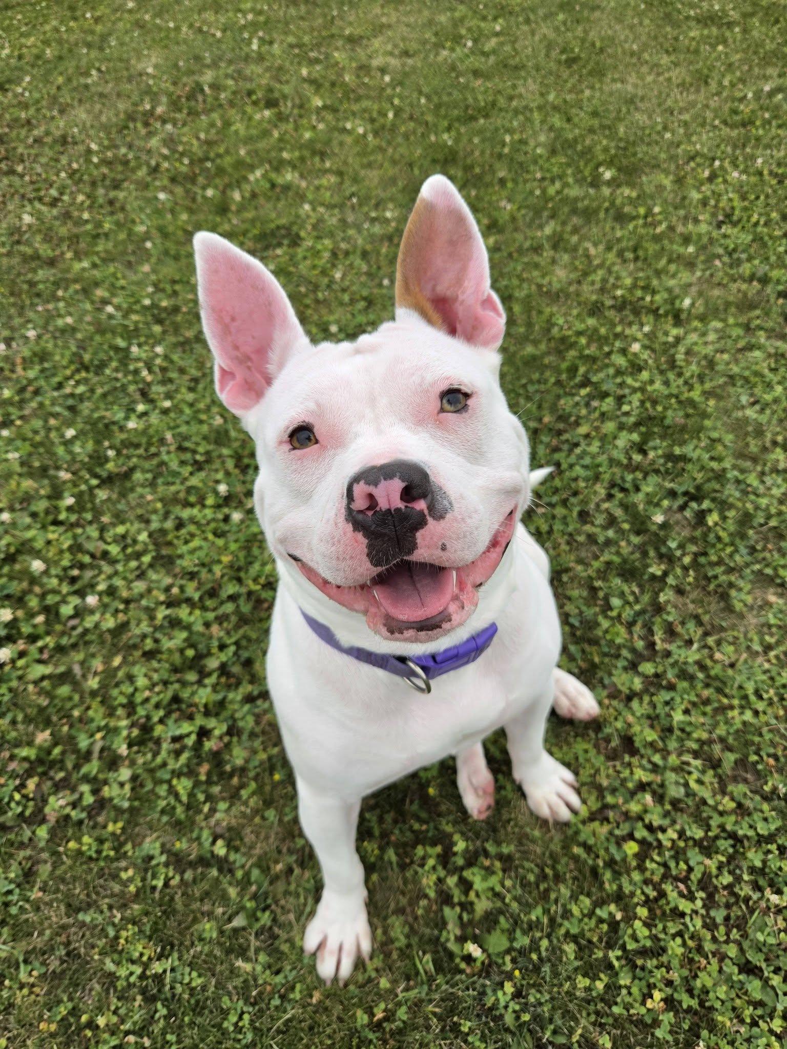 Lima Bean, an adopted mixed breed in Chilton, WI image 3/6
