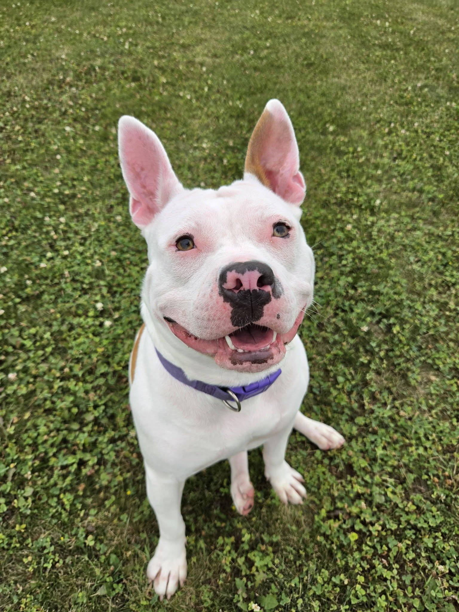 Lima Bean, an adopted mixed breed in Chilton, WI image 2/6