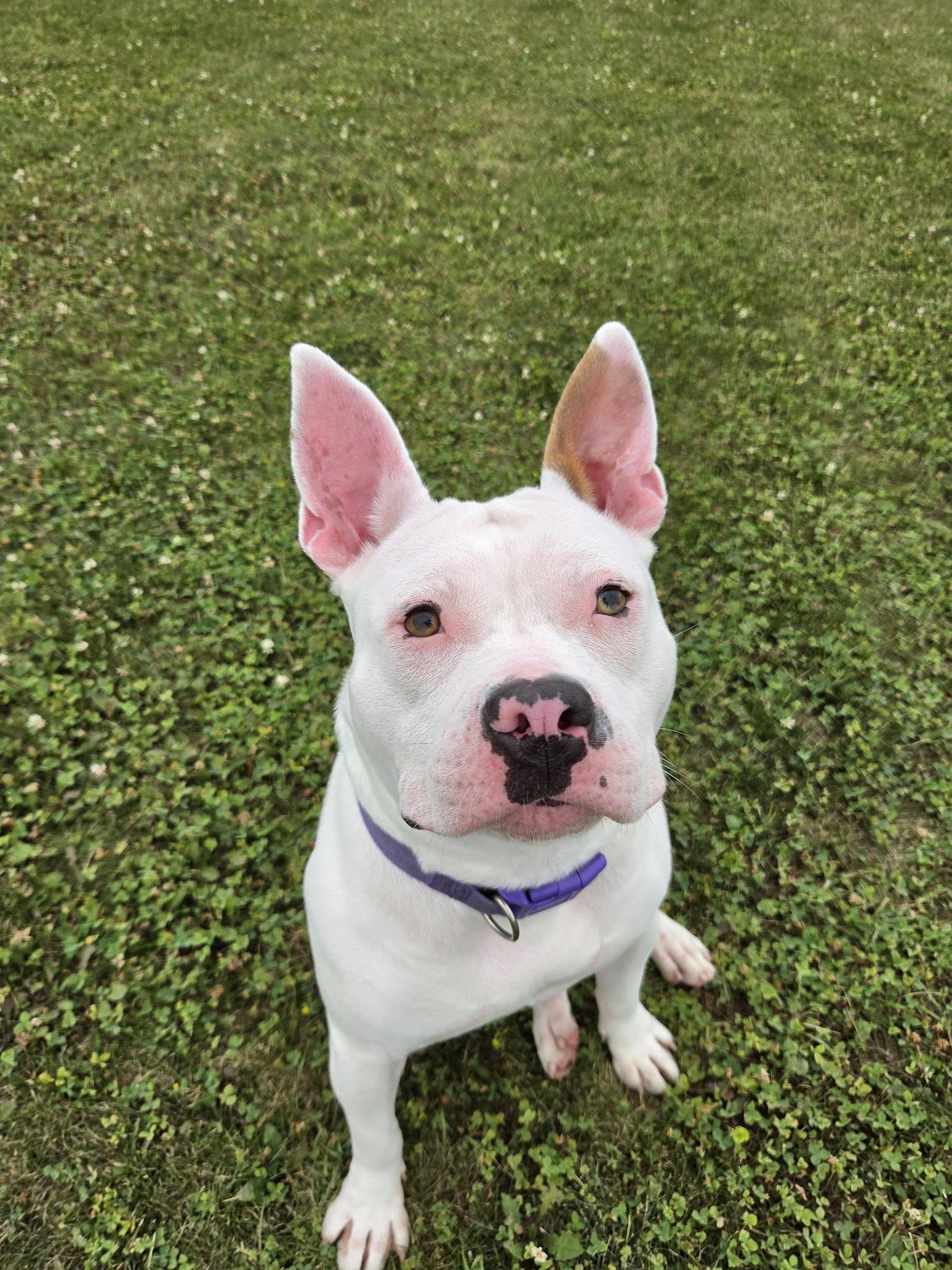 Lima Bean, an adopted mixed breed in Chilton, WI image 4/6