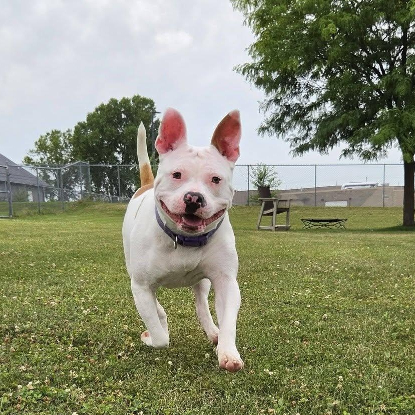 Lima Bean, adopted, Adult Female Pit Bull Terrier.