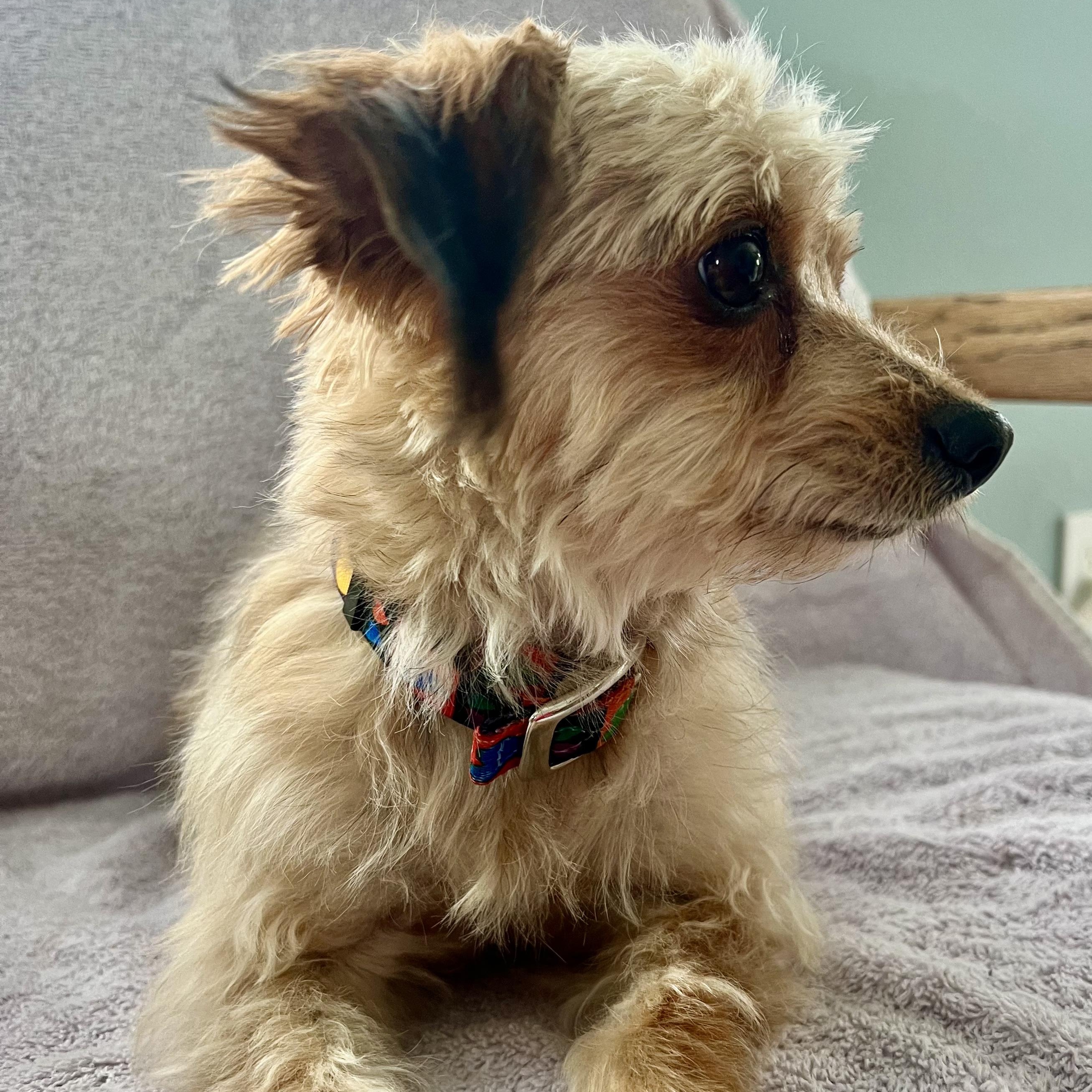 Enlarge Peep, an adopted Mixed Breed in Llano, TX image 6/6