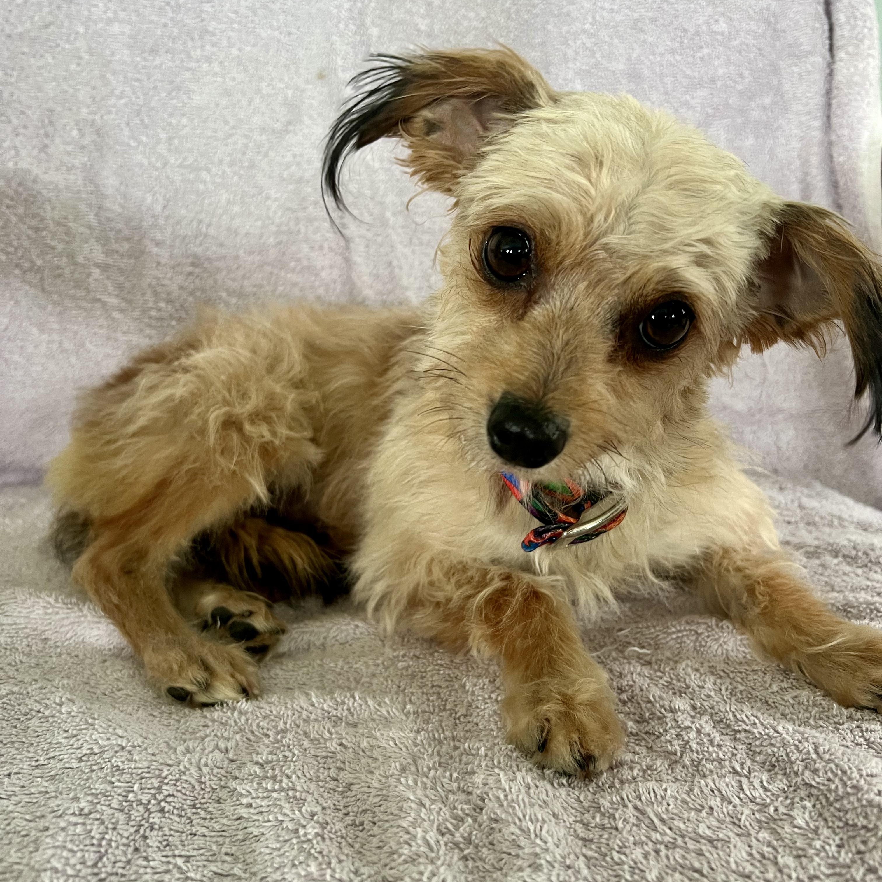 Enlarge Peep, an adopted Mixed Breed in Llano, TX image 5/6