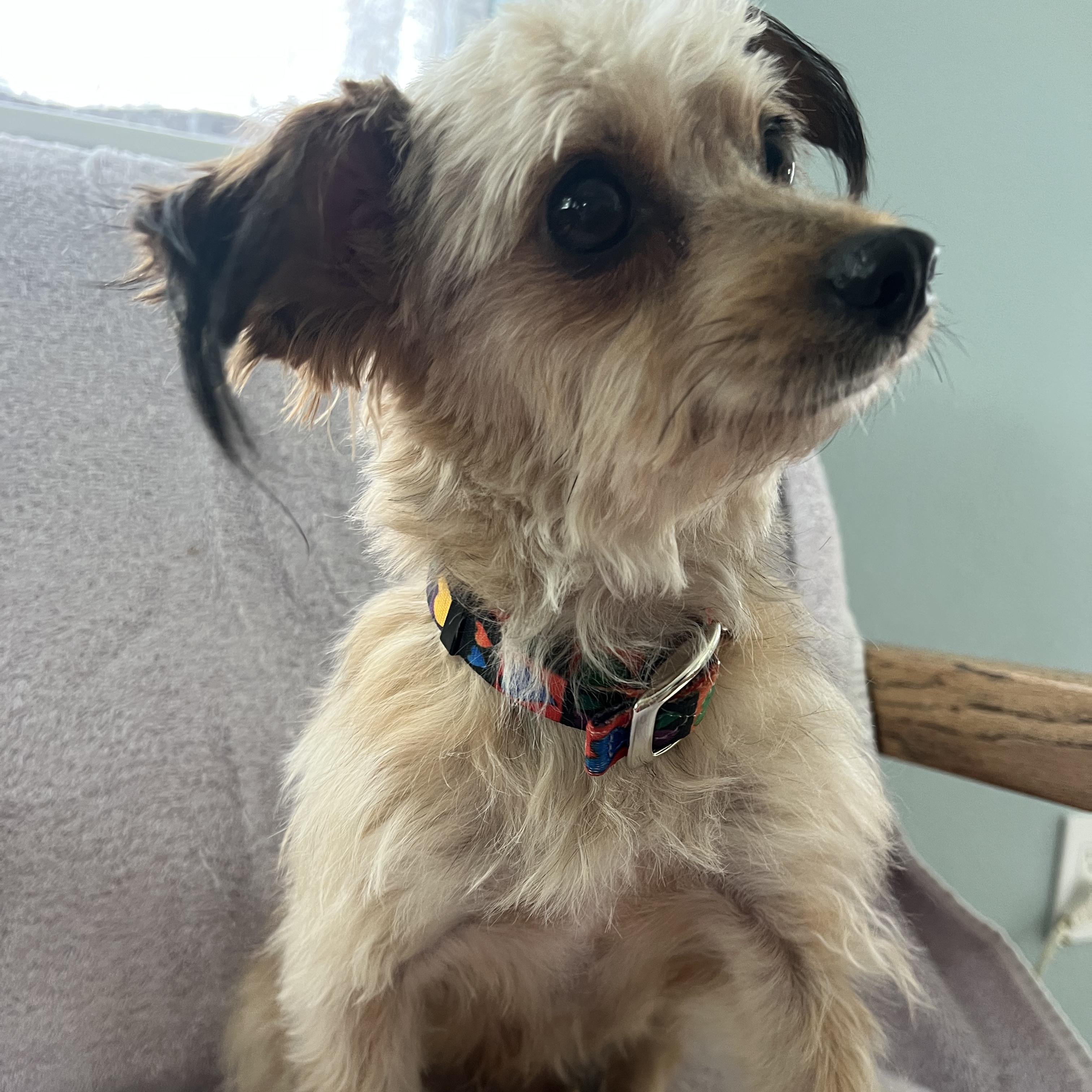 Enlarge Peep, an adopted Mixed Breed in Llano, TX image 4/6