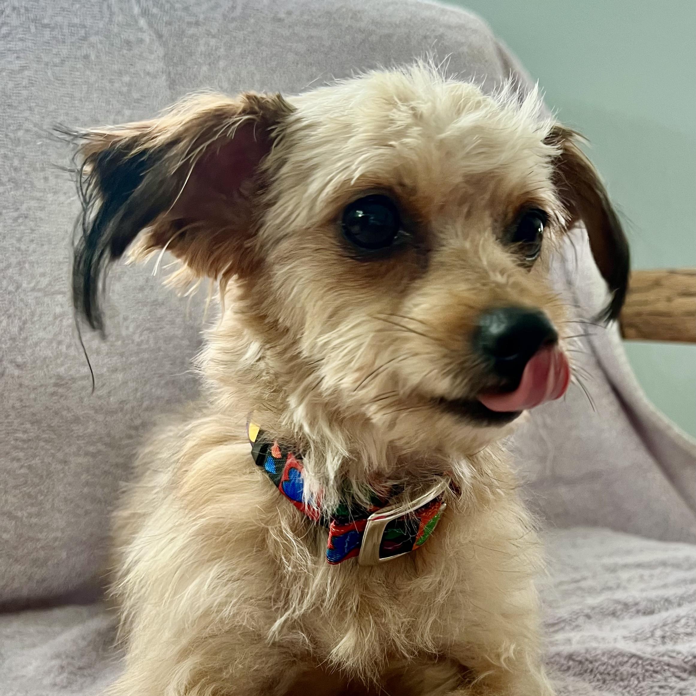 Enlarge Peep, an adopted Mixed Breed in Llano, TX image 3/6