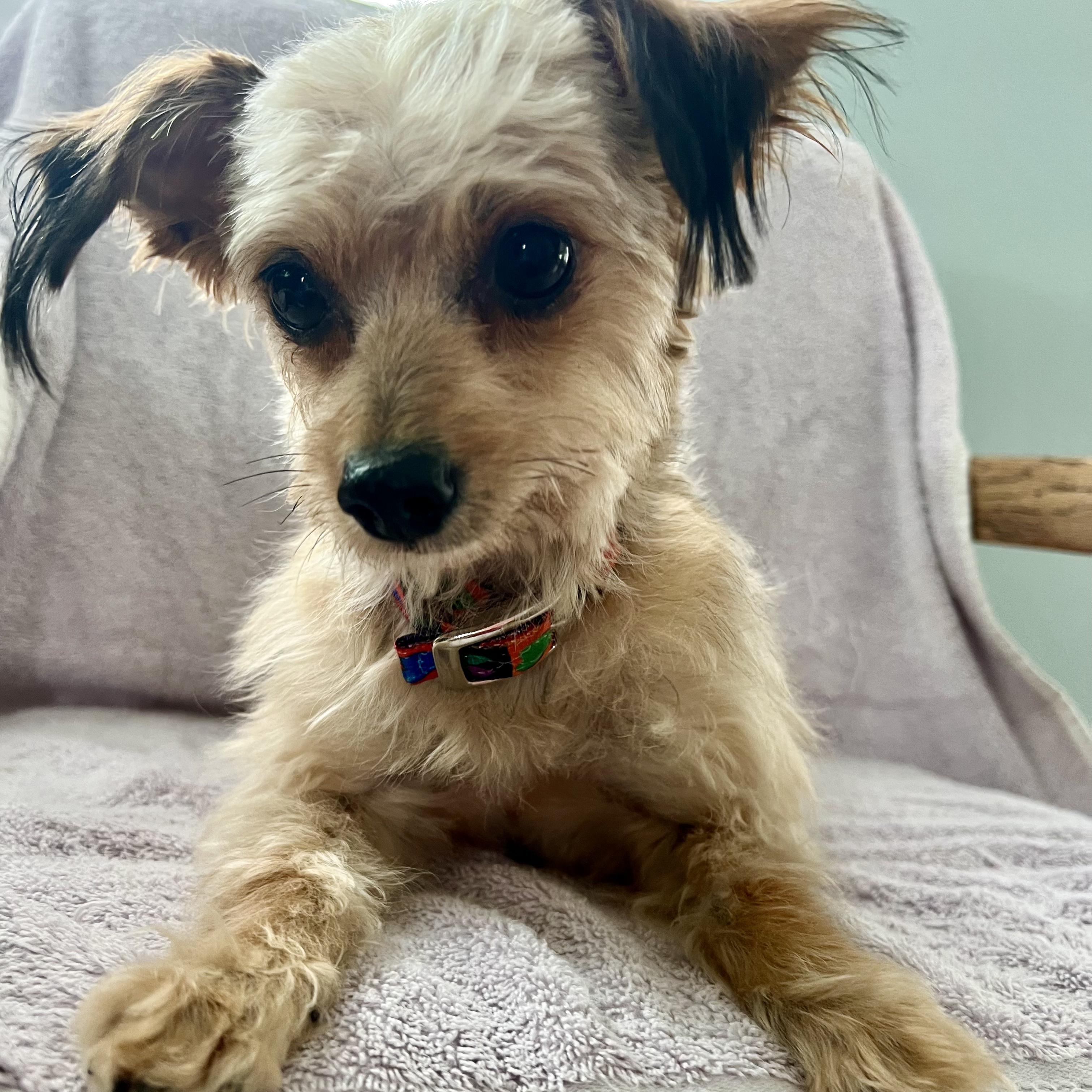 Enlarge Peep, an adopted Mixed Breed in Llano, TX image 2/6