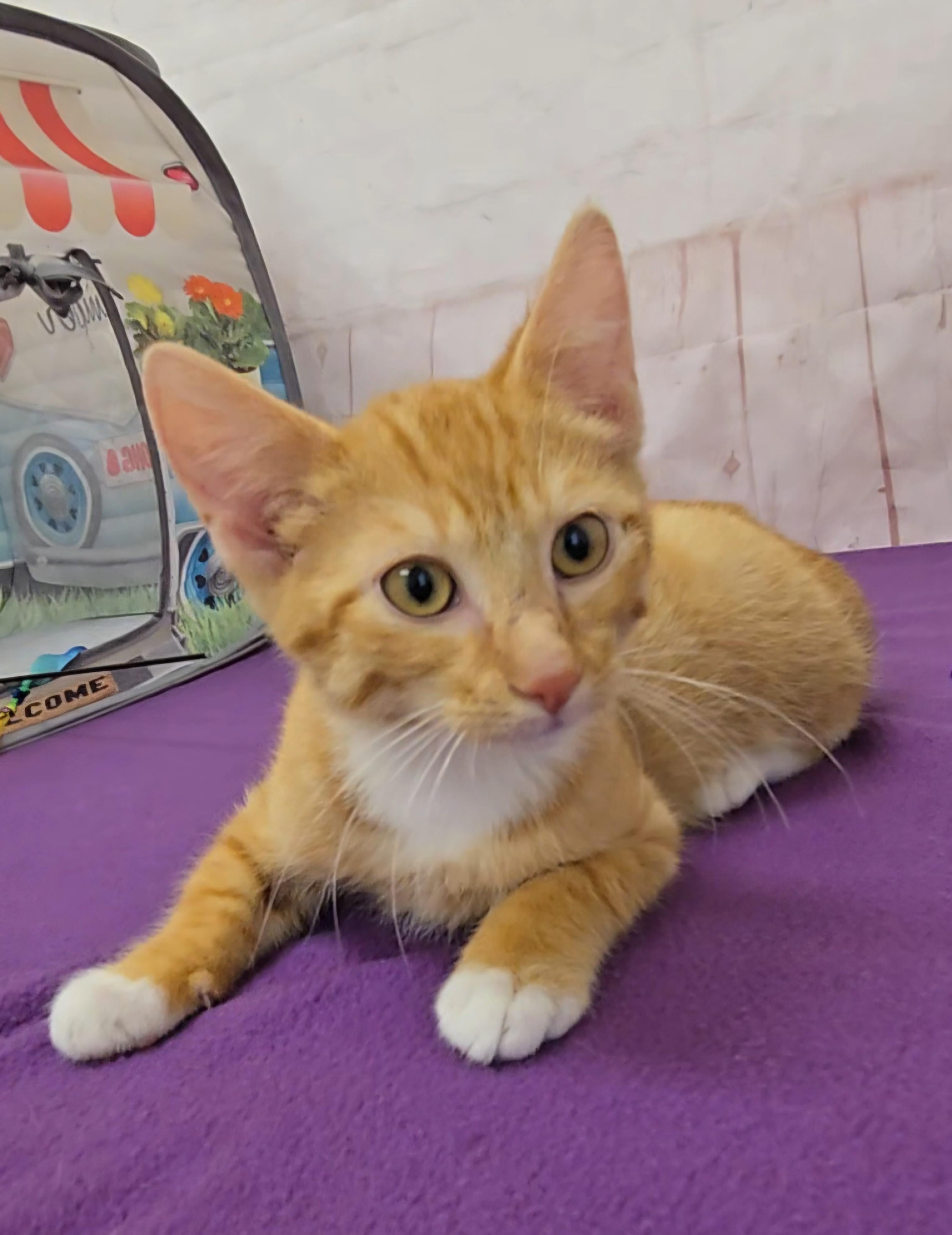 Frito, a Adoptable Domestic Short Hair in Red Wing, MN image 1/3