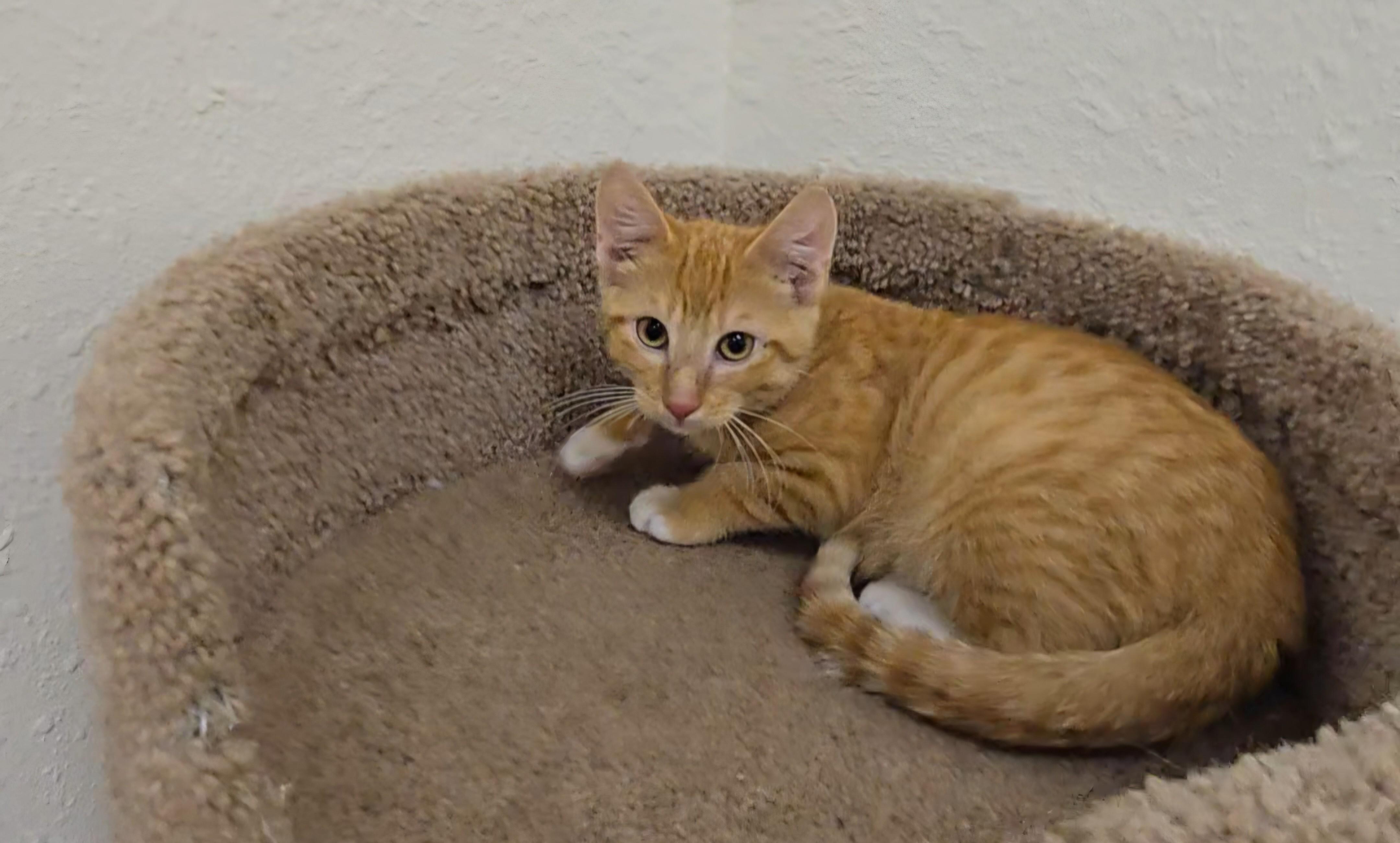 Frito, a Adoptable Domestic Short Hair in Red Wing, MN image 3/3