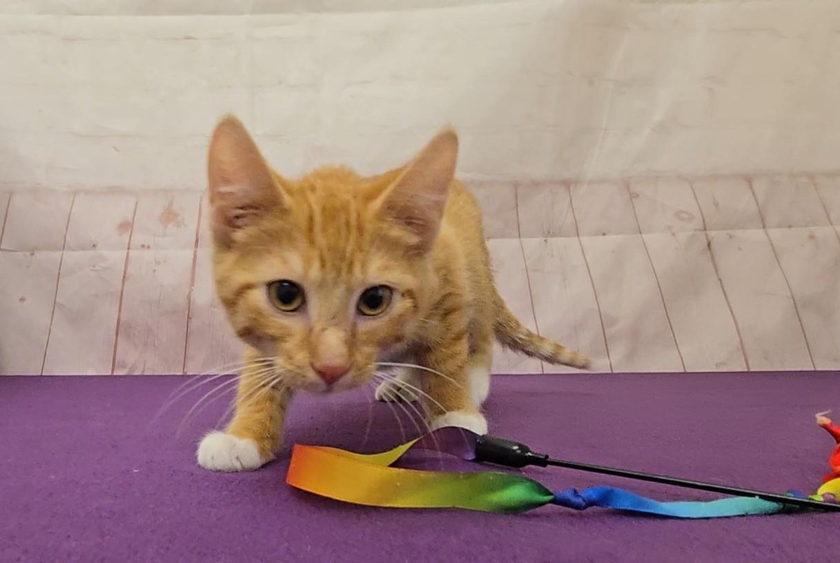 Frito, a Adoptable Domestic Short Hair in Red Wing, MN image 2/3