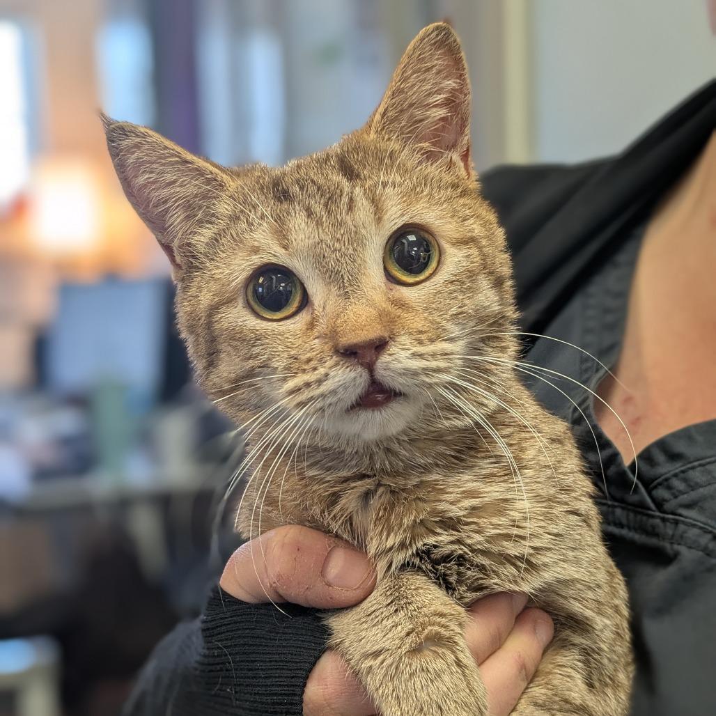 Enlarge Kitty Ledecky, a Adoptable Domestic Short Hair in South Burlington, VT image 1/1