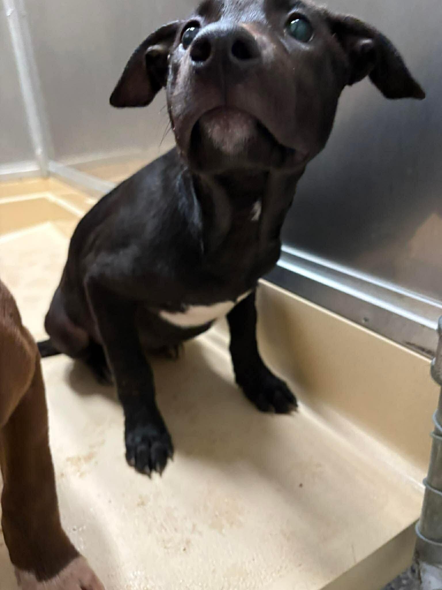 Midnight, Adoptable, Young Female Pit Bull Terrier & Mixed Breed.
