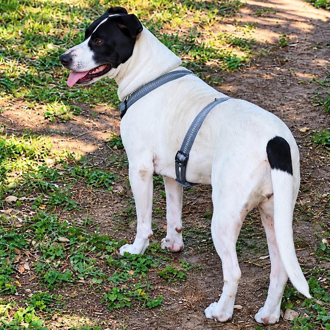 Enlarge Gigi, a Adoptable mixed breed in Bellingham, WA image 5/6
