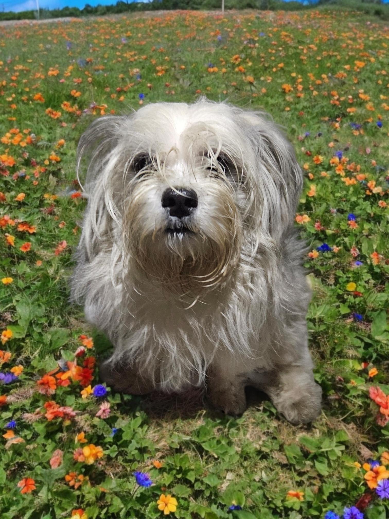 Marsh, Adopted, Adult Male Shih Tzu.