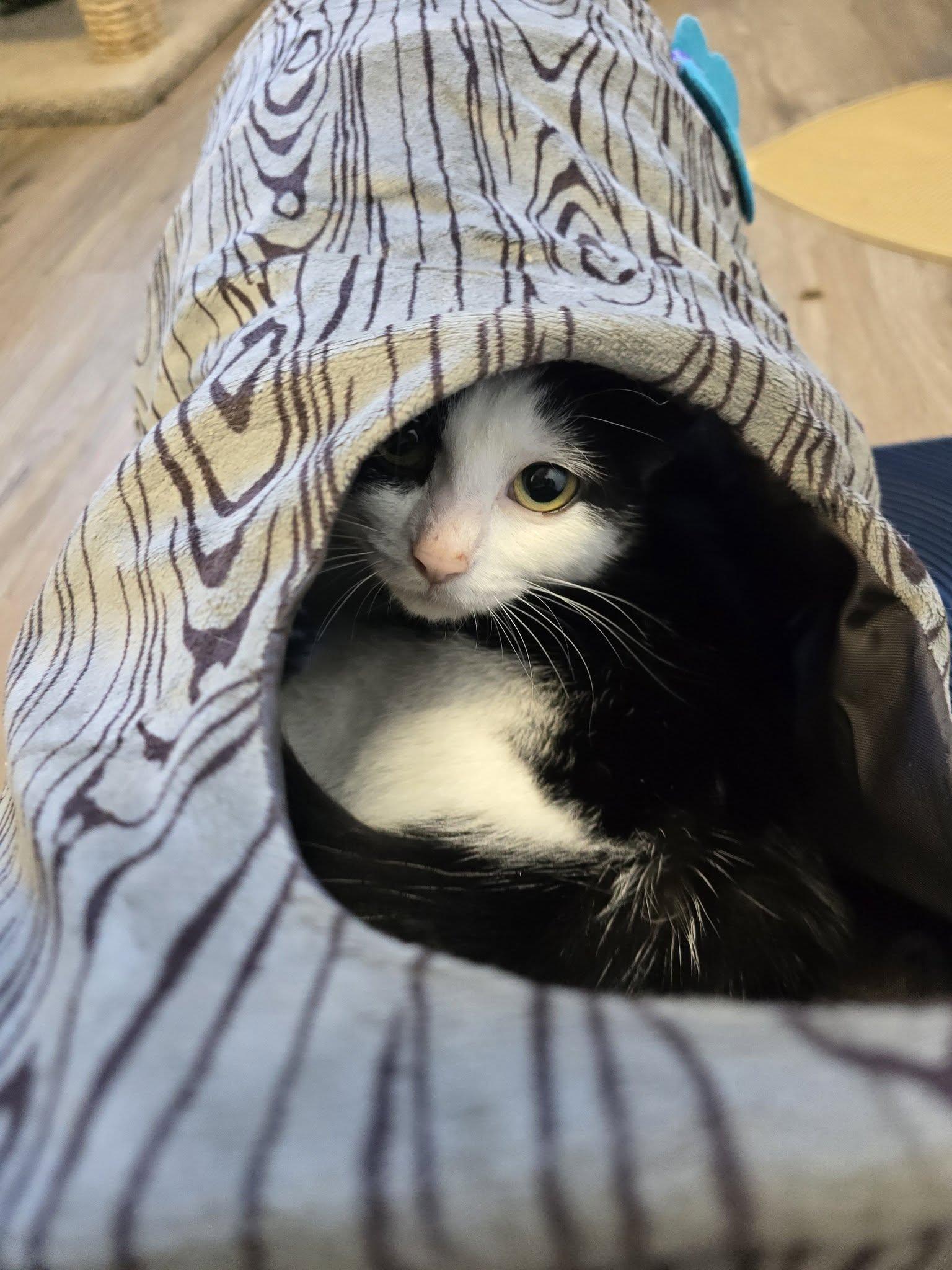 Enlarge Molly, a ADOPTABLE Domestic Short Hair in Prineville, OR image 1/1