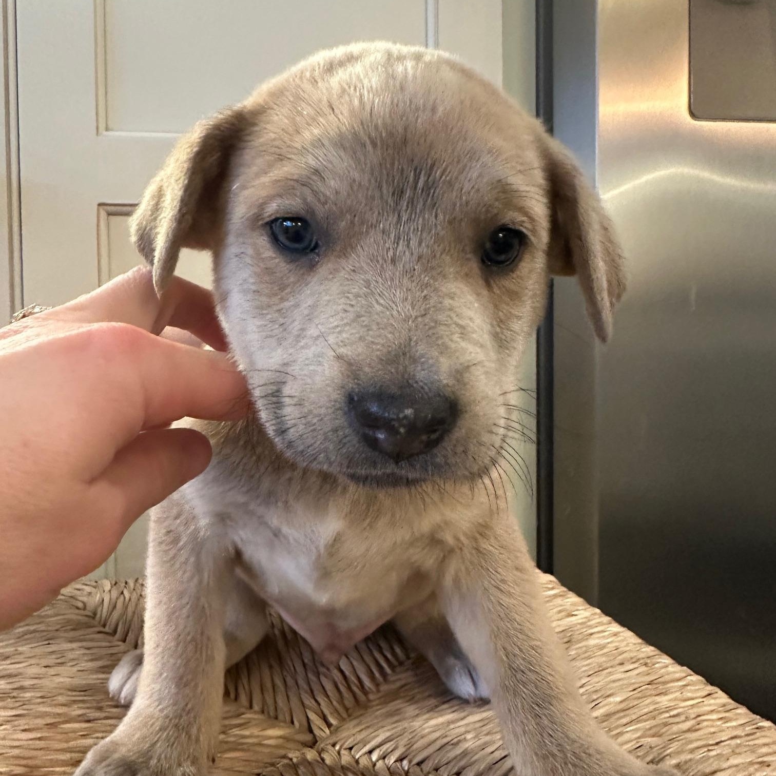 Enlarge Chai , an adopted Mixed Breed in St Marys, OH image 1/1