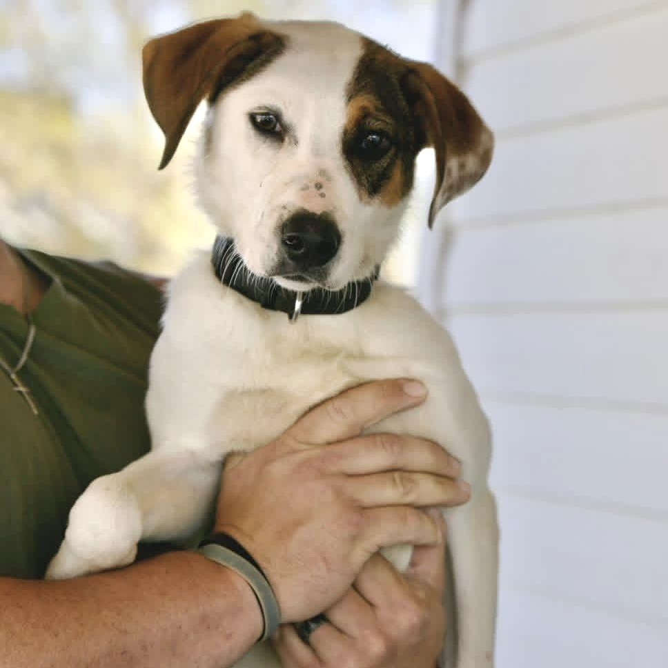 Rufus, ADOPTABLE, Young Male Brittany Spaniel & Pointer.