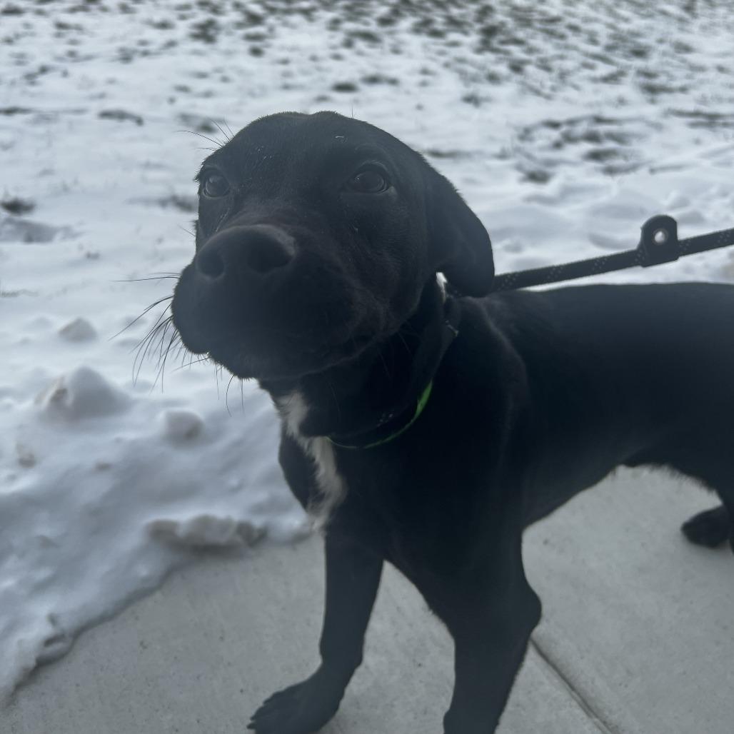 Enlarge Bubba, a Adoptable Terrier in Fort Wayne, IN image 1/2