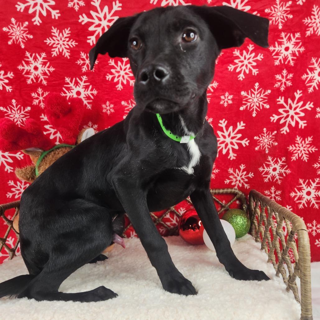 Enlarge Bubba, a Adoptable Terrier in Fort Wayne, IN image 2/2