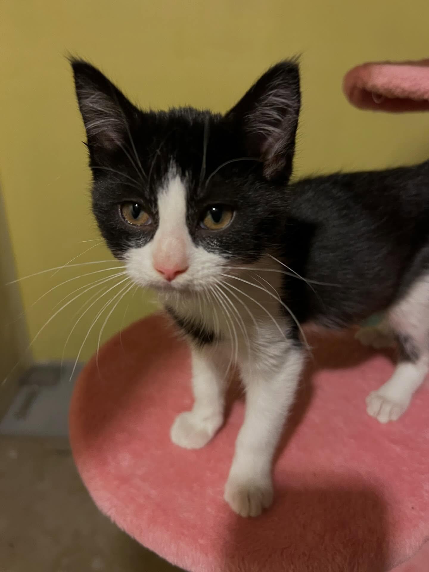 Enlarge Shiloh, a ADOPTABLE Domestic Short Hair in St. Albans, VT image 1/3