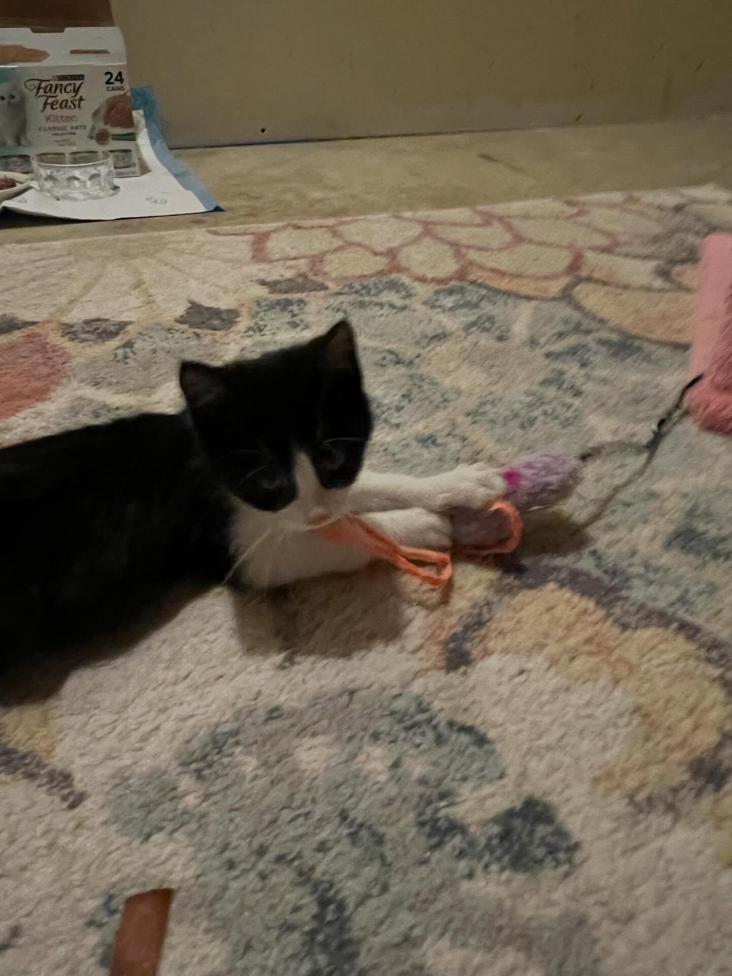 Enlarge Shiloh, a ADOPTABLE Domestic Short Hair in St. Albans, VT image 2/3